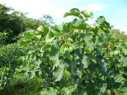 Image of Barbados nut