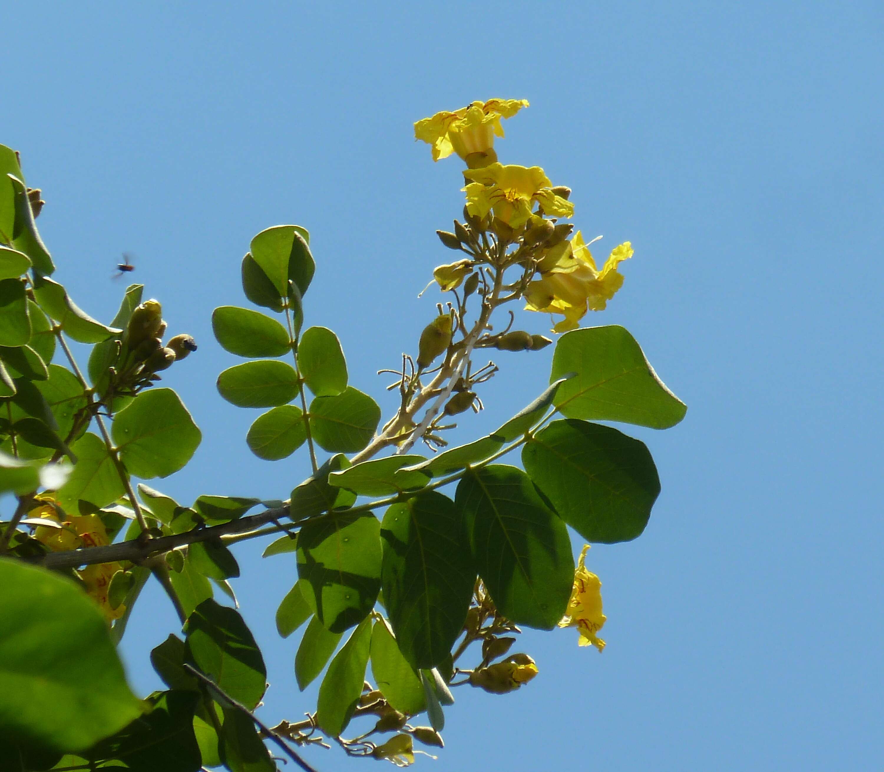 Image of Golden bean tree