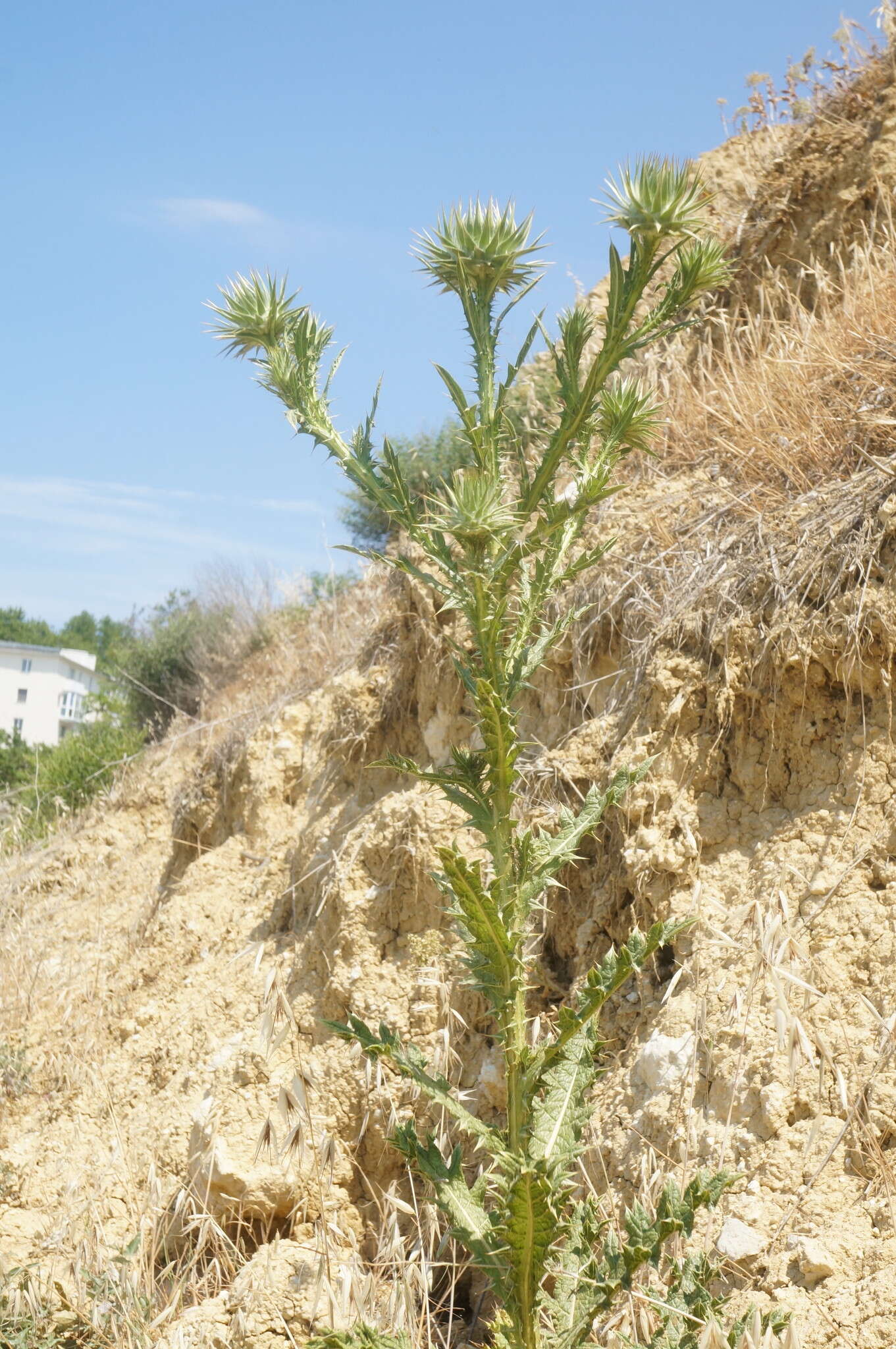 Onopordum tauricum Willd. resmi