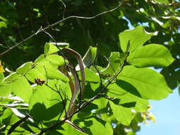 Image of Golden bean tree