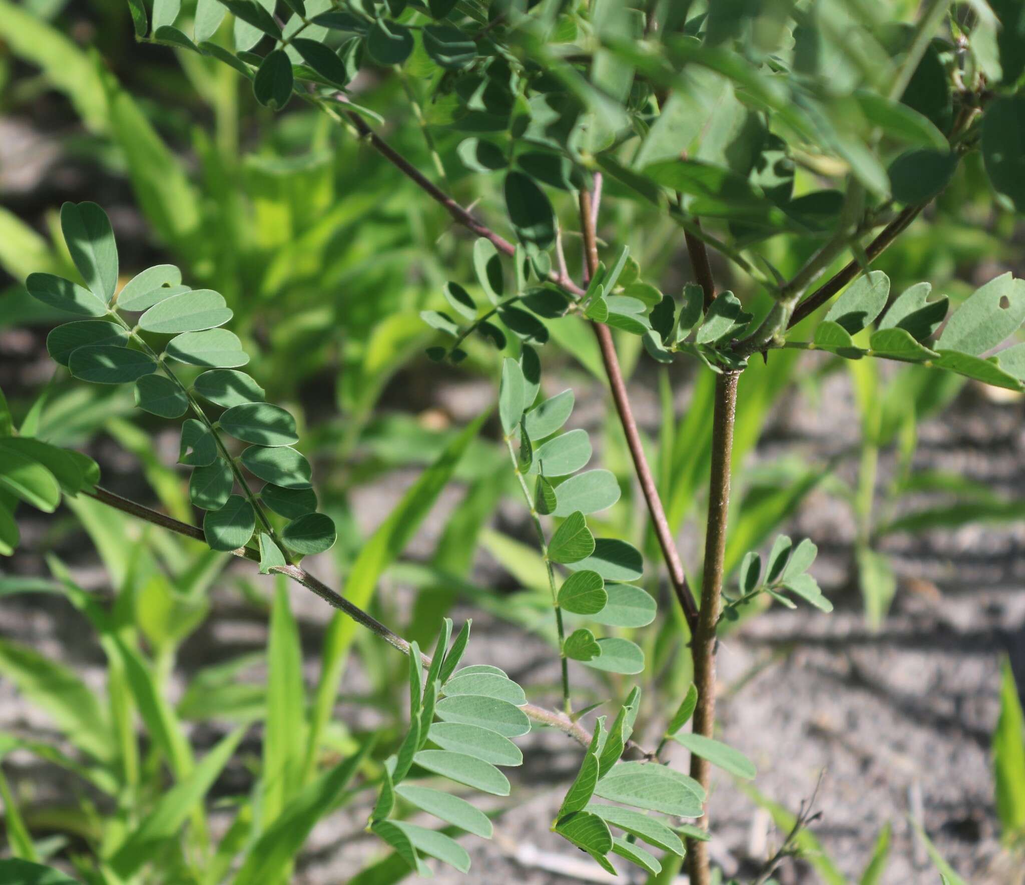 Слика од Tephrosia purpurea subsp. leptostachya (DC.) Brummitt