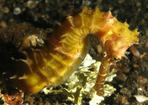 Image of Spiny Seahorse