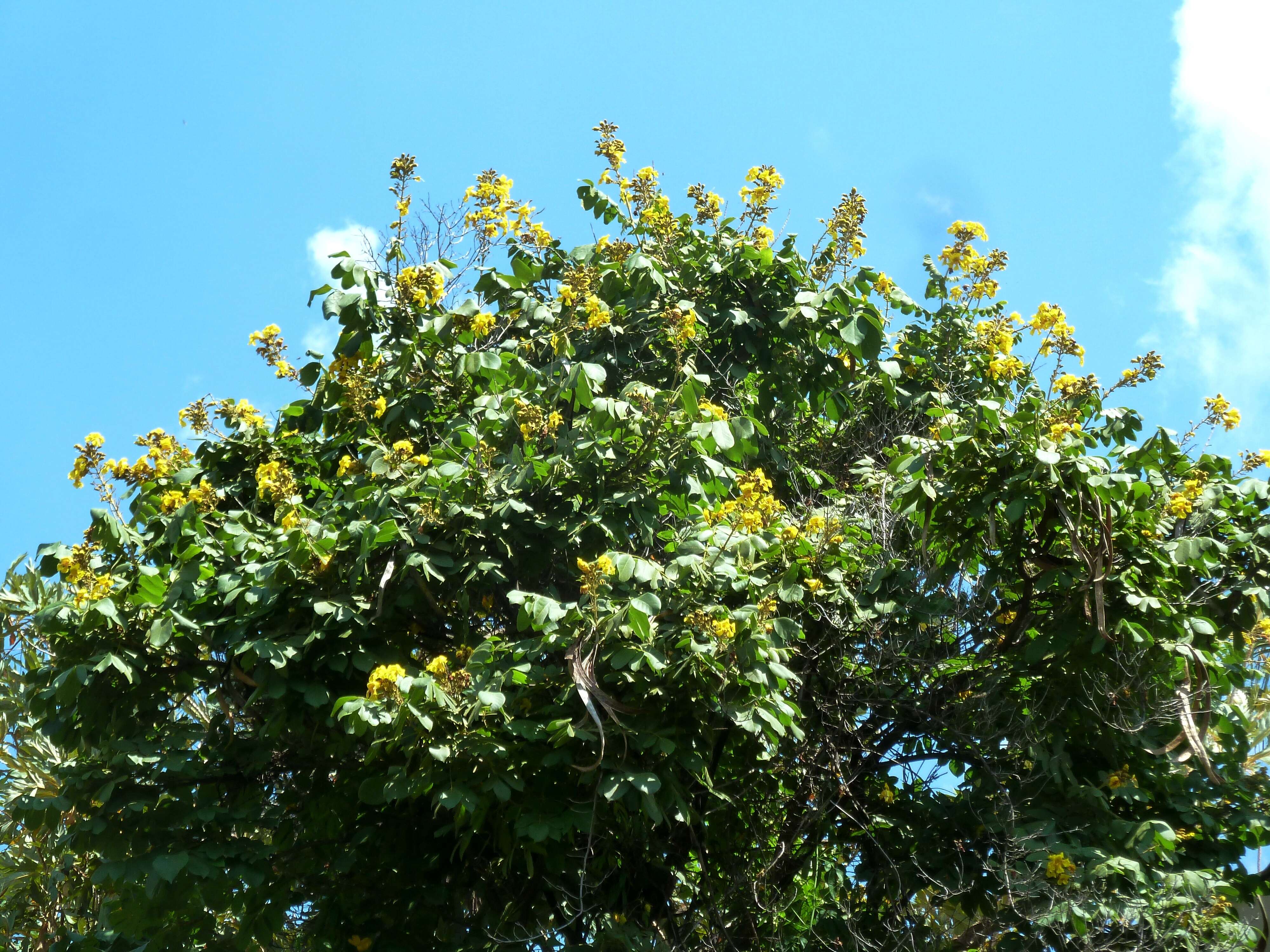 Image of Golden bean tree