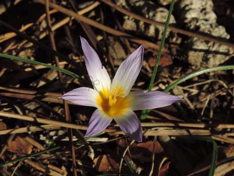 Image of Romulea bulbocodium var. bulbocodium