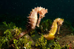 Image of Spiny Seahorse