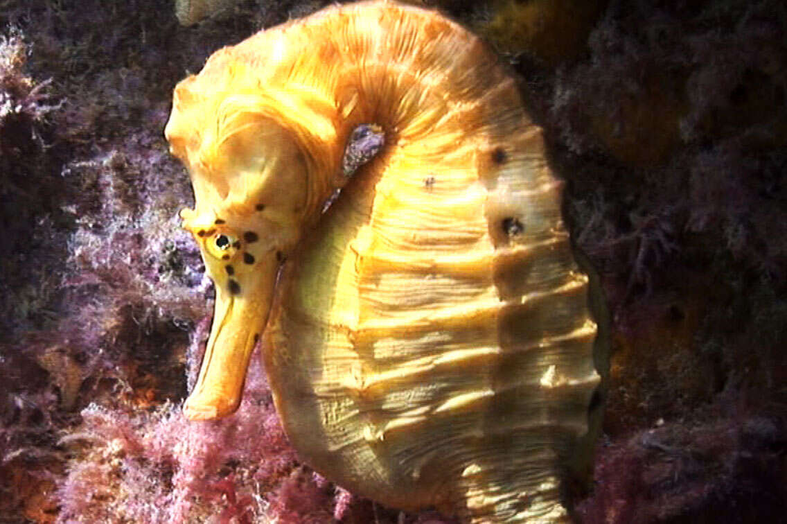 Image of Big-belly Seahorse