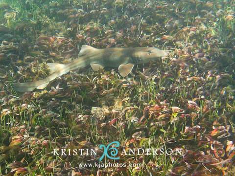 Image of Brownbanded Bamboo Shark