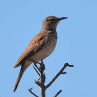 Image of Karoo Long-billed Lark