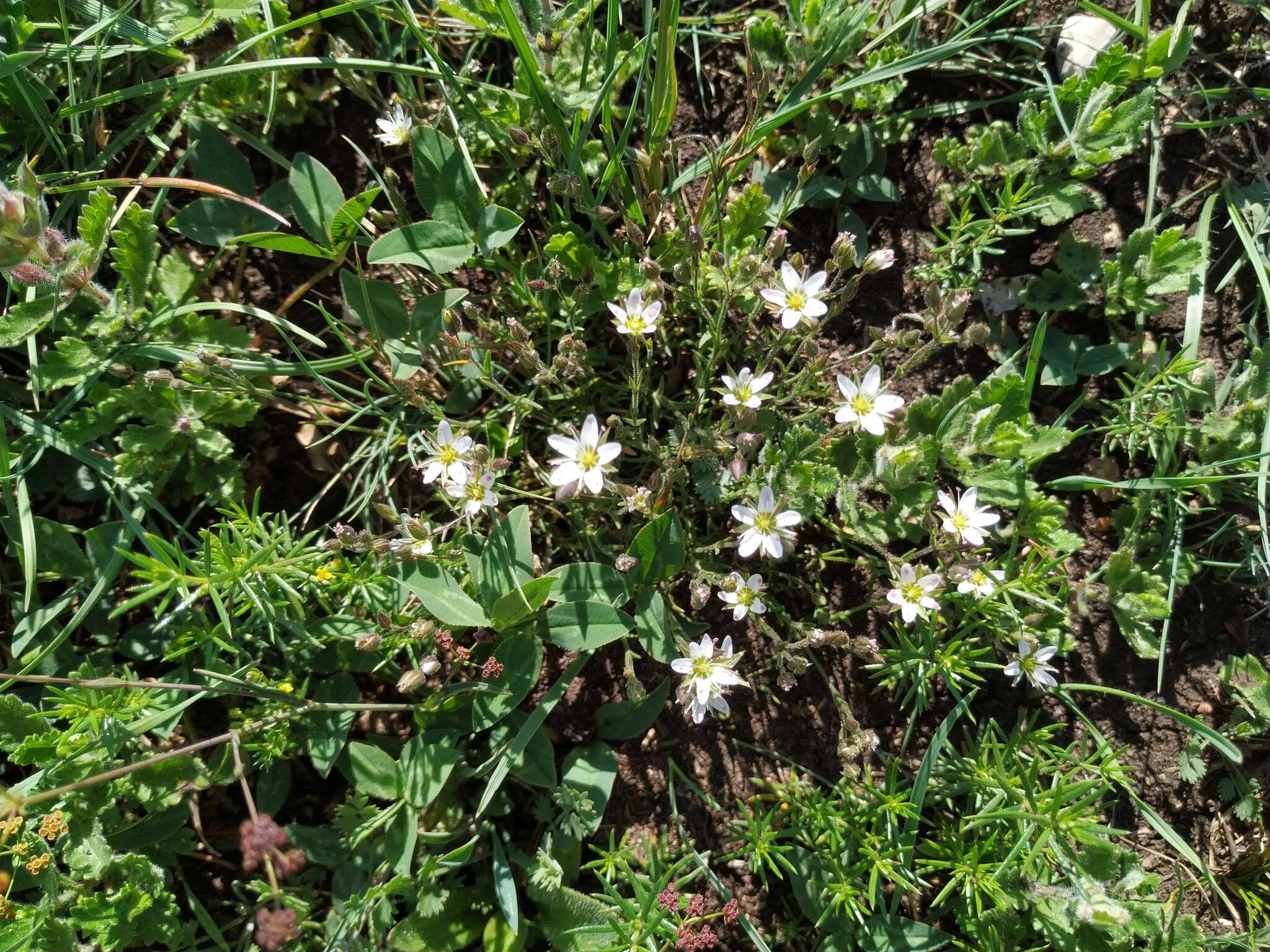 Minuartia hirsuta (M. Bieb.) Hand.-Mazz.的圖片