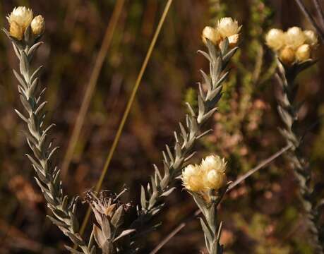 Image of Achyranthemum mucronatum