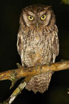 Image of Black-capped Screech Owl