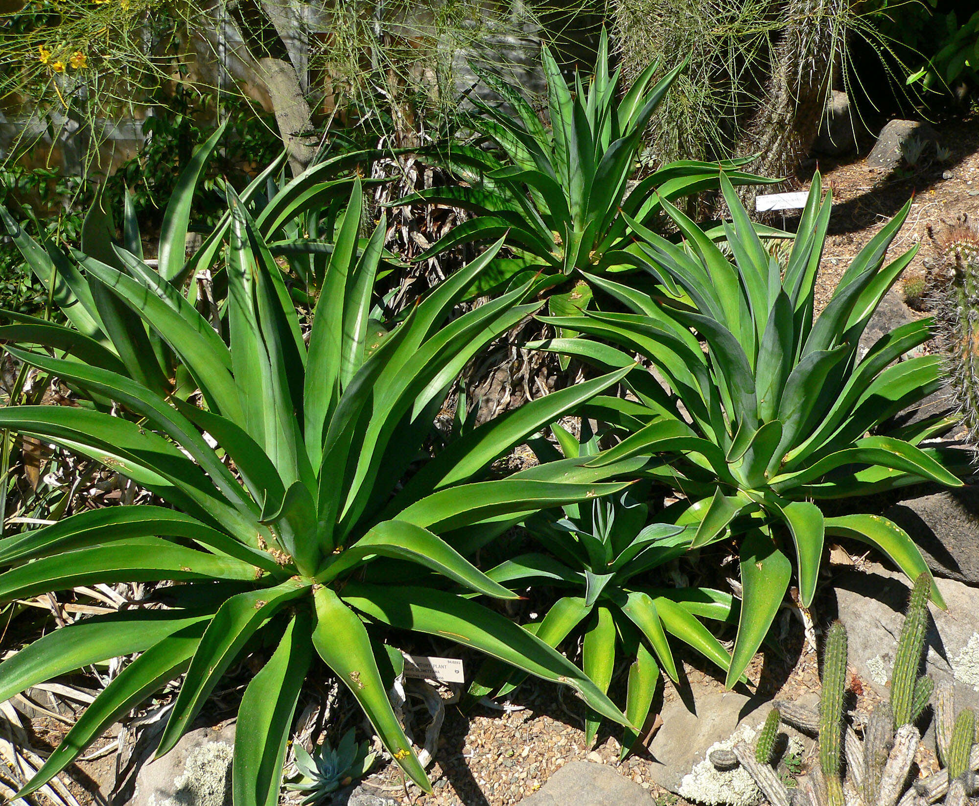 Image of Agave de-meesteriana Jacobi