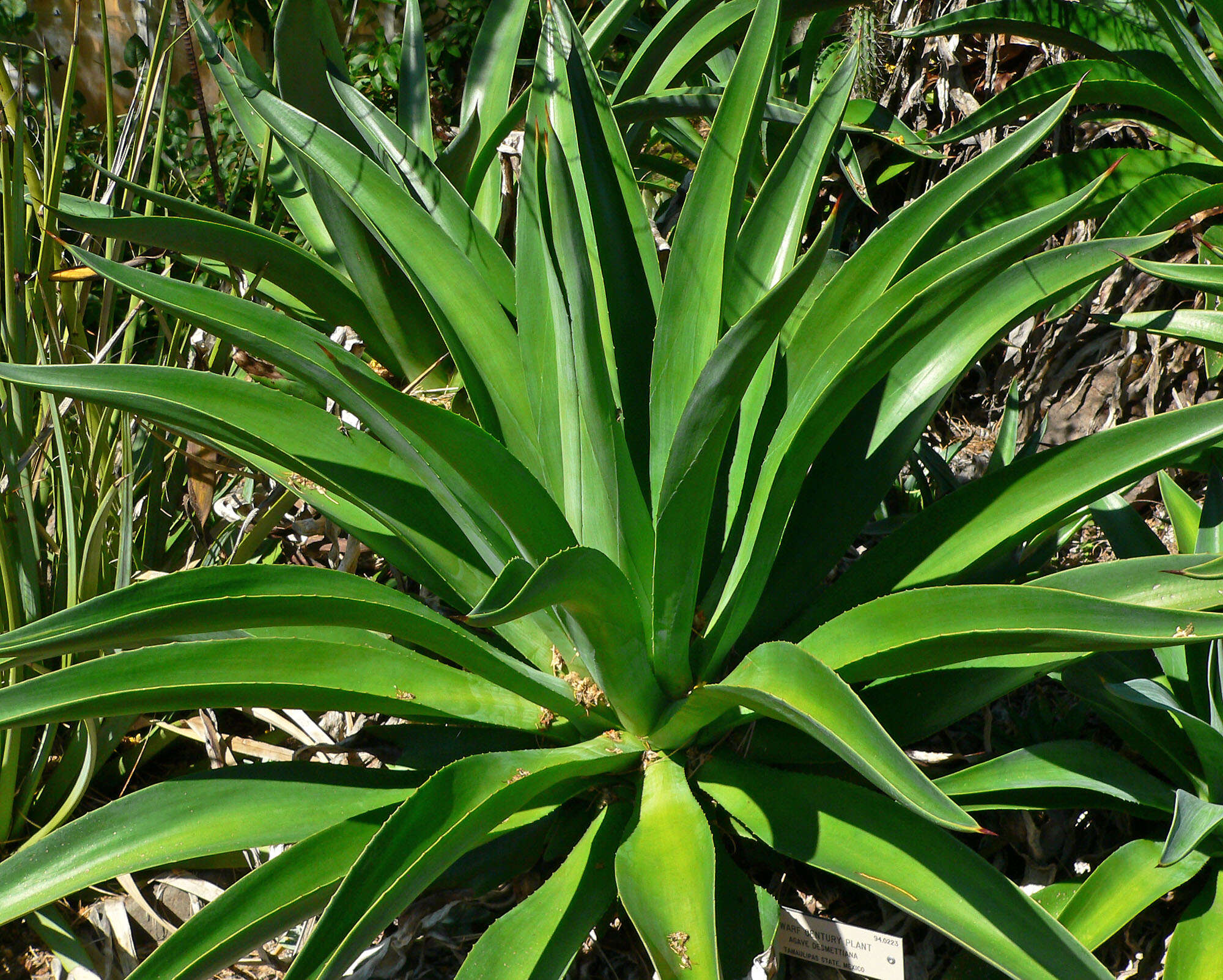 Image of Agave de-meesteriana Jacobi