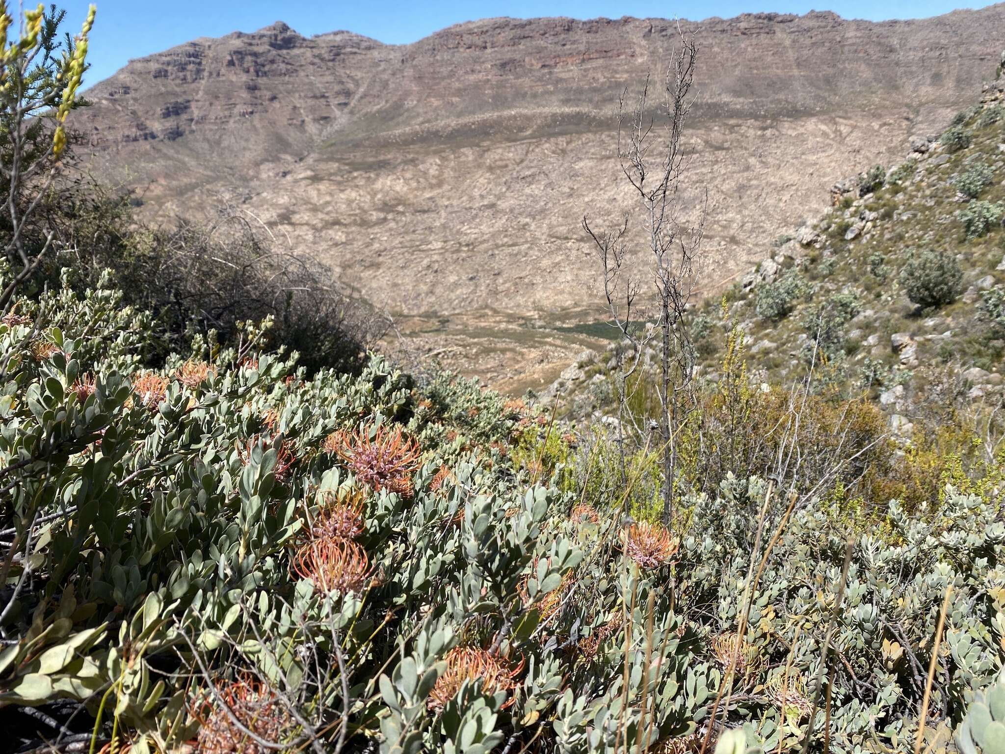 Imagem de Leucospermum spathulatum R. Br.