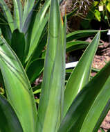 Image of Agave de-meesteriana Jacobi