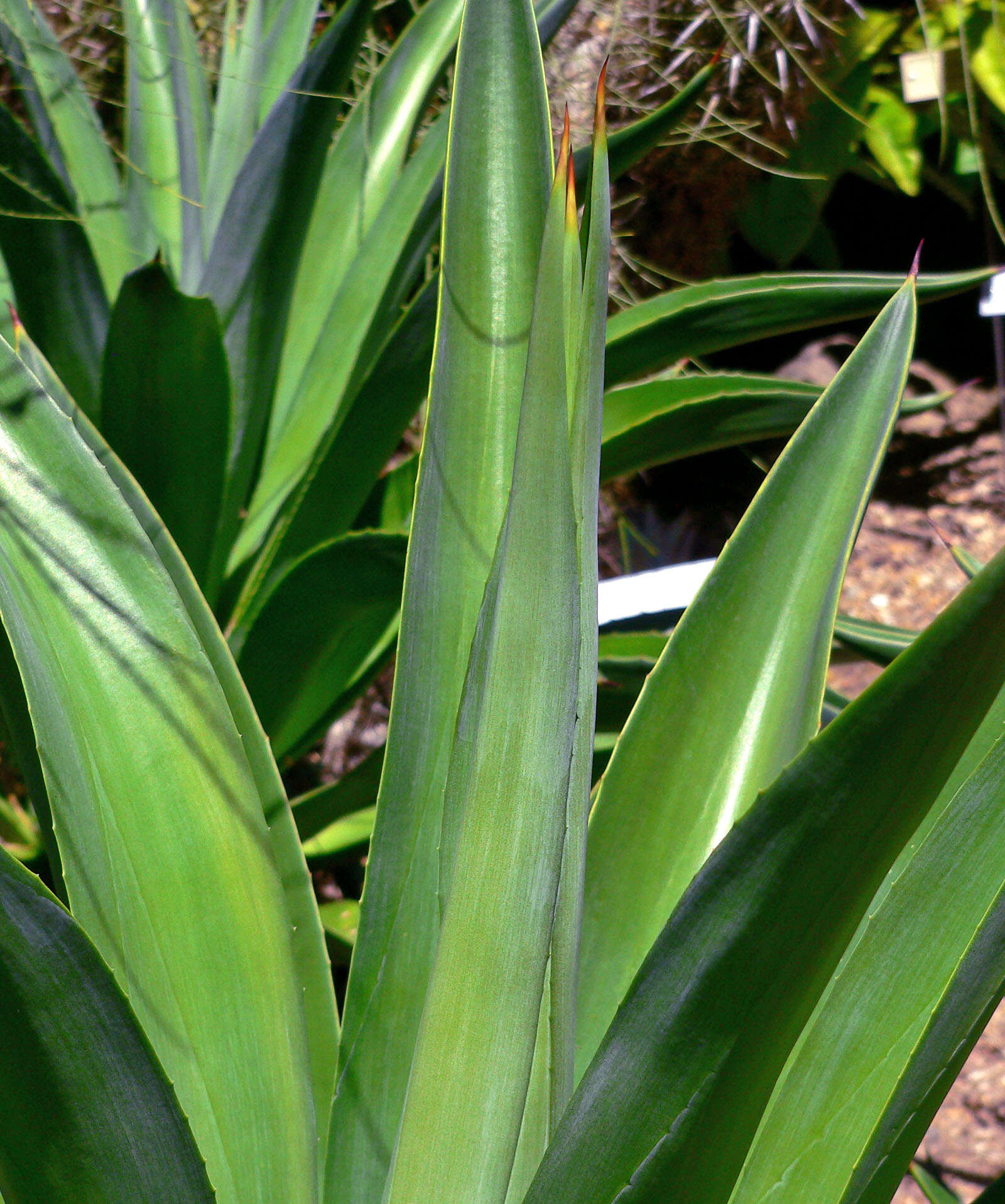 Image of Agave de-meesteriana Jacobi