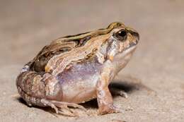 Image of Santa Fe Dwarf Frog