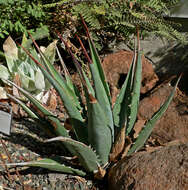 Image of Utah agave
