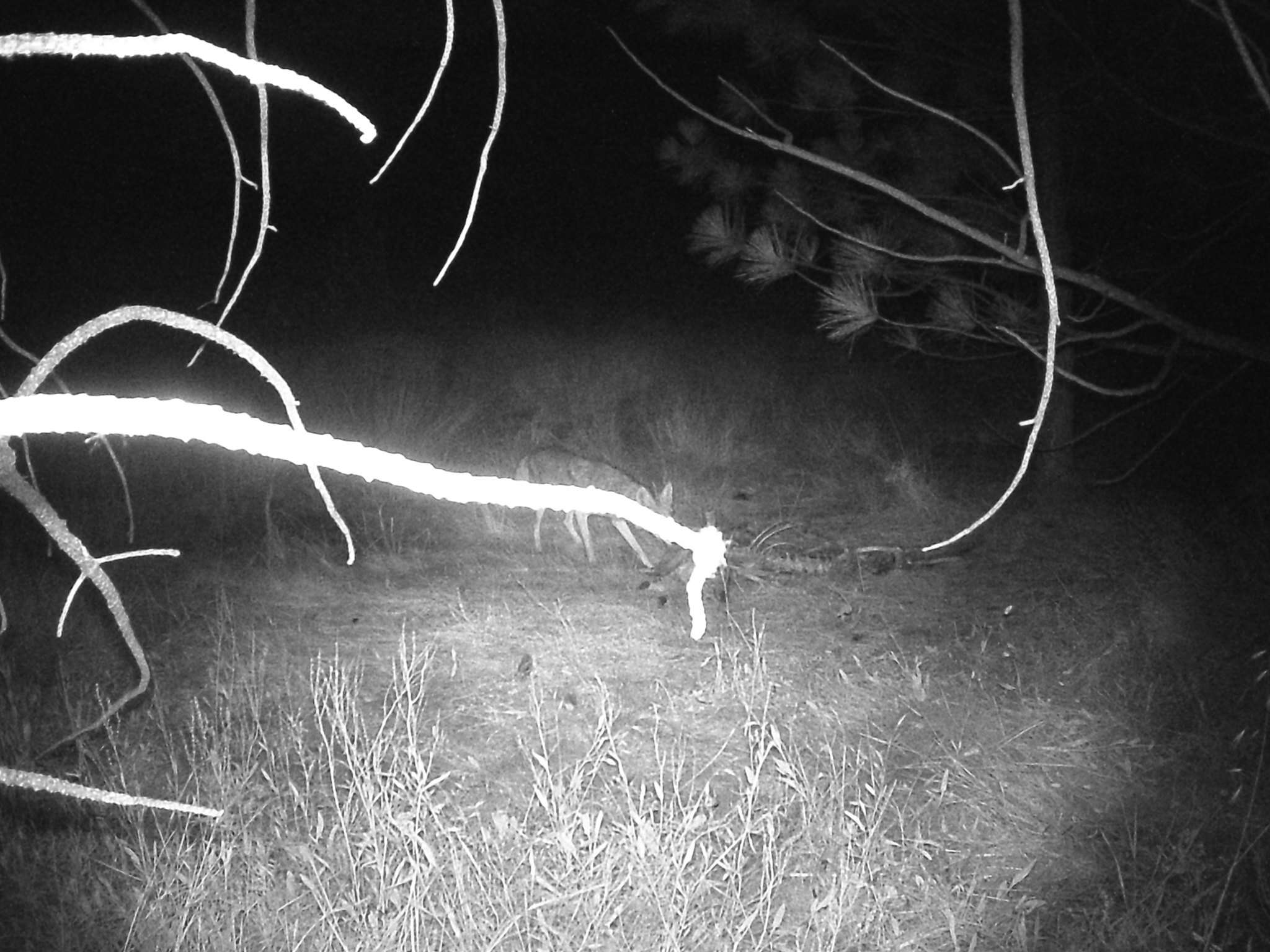 Image of California Valley Coyote