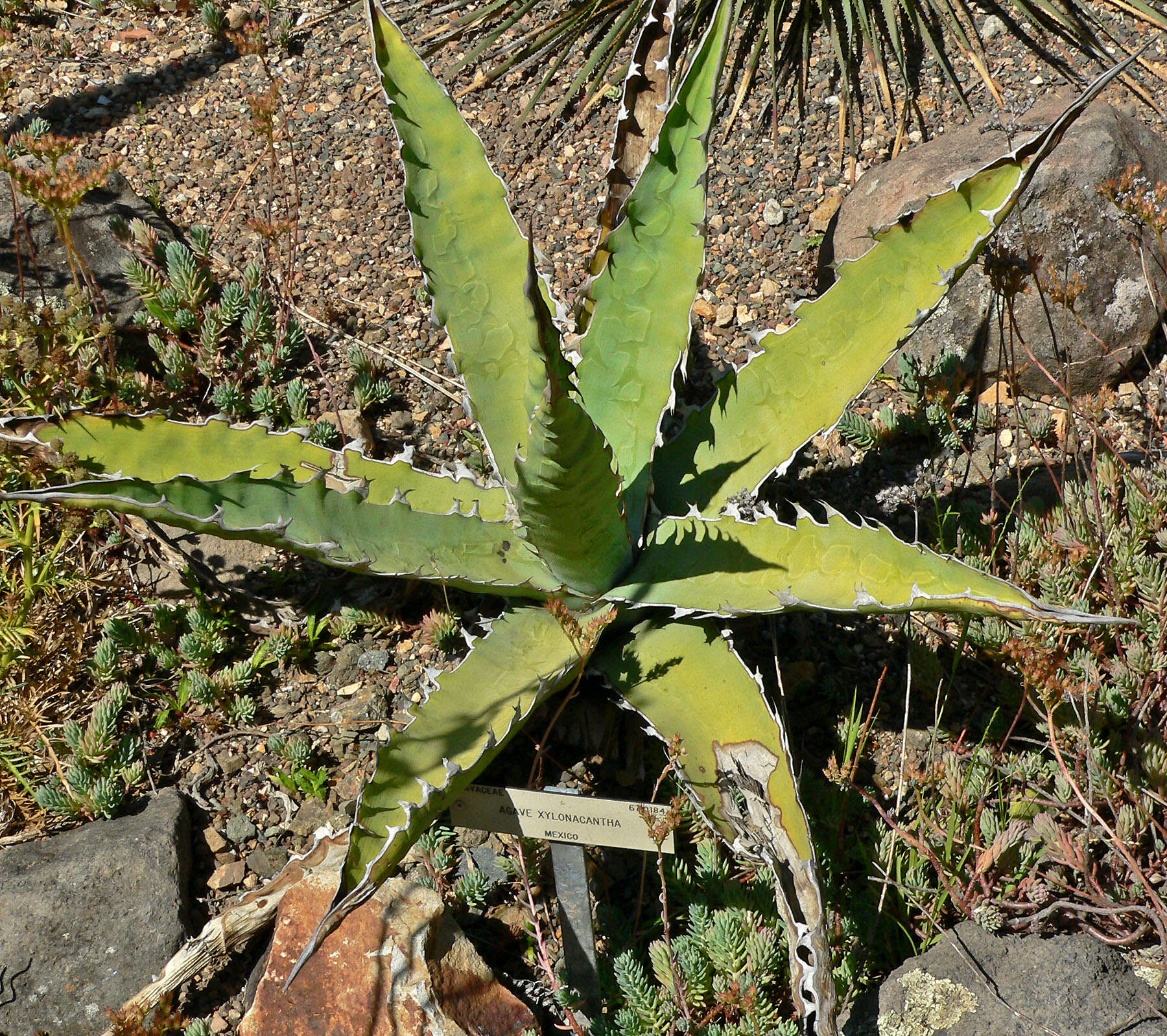 Слика од Agave xylonacantha Salm-Dyck