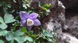 Image of Rocky Mountain blue columbine