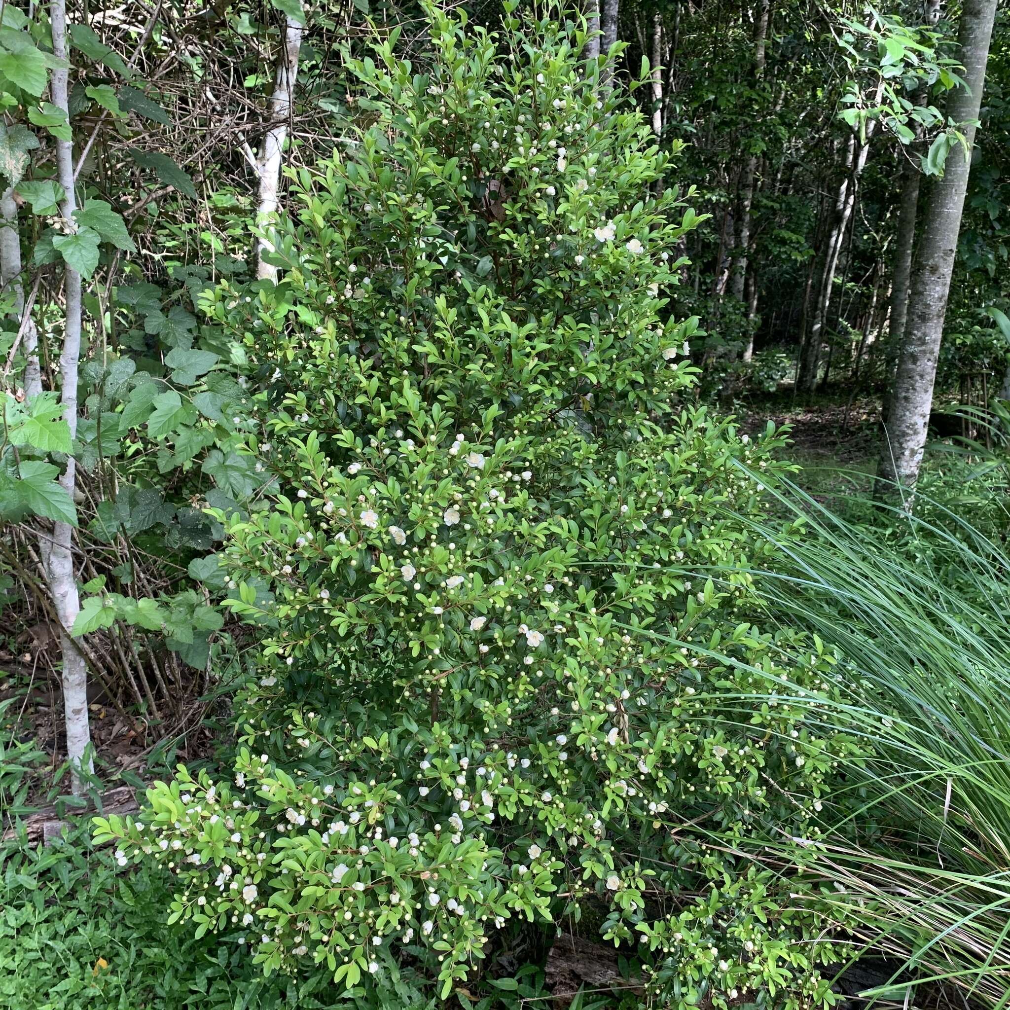 Image of Pilidiostigma rhytisperma (F. Müll.) Burret