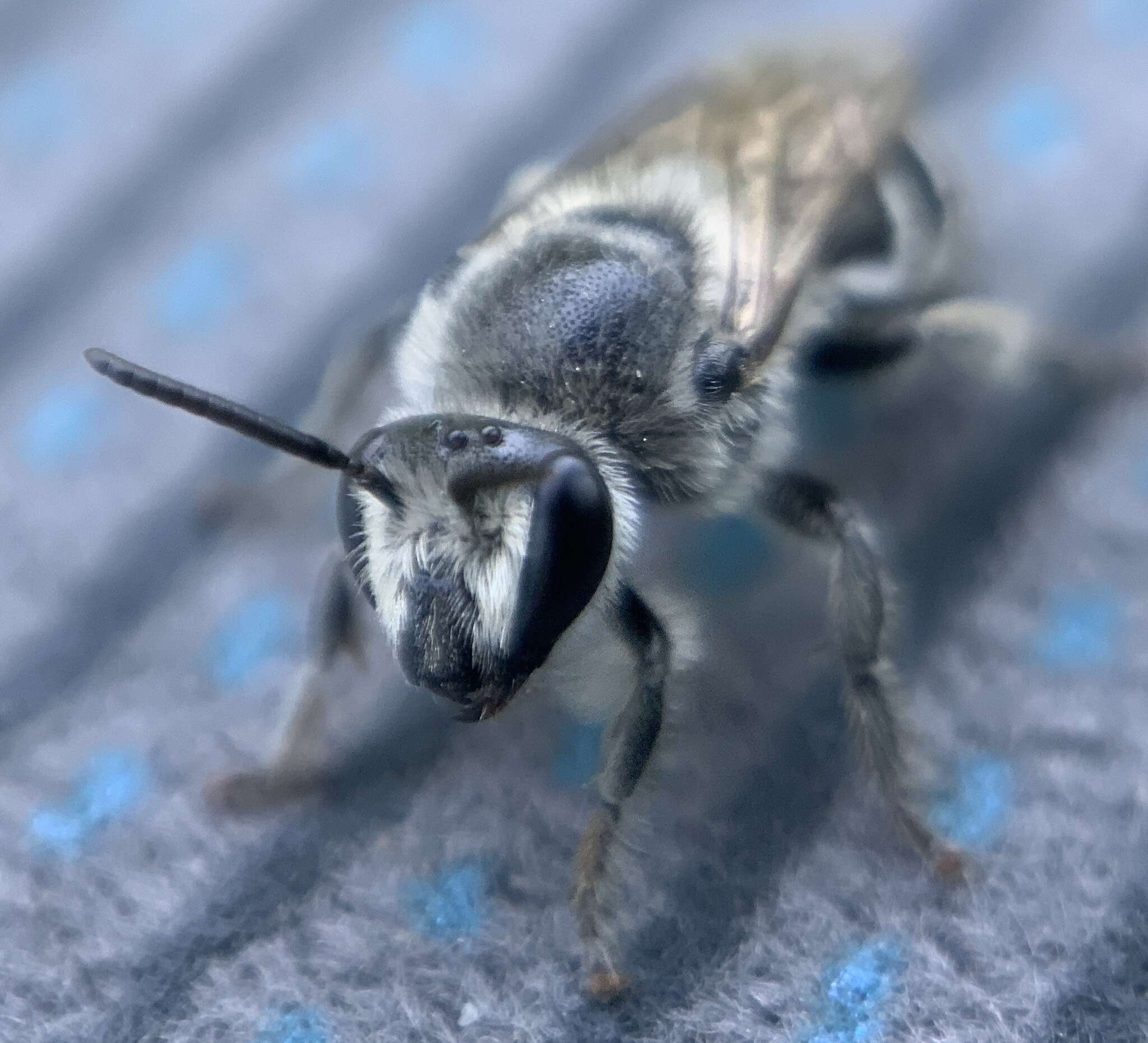 Image of Broad-footed Cellophane Bee