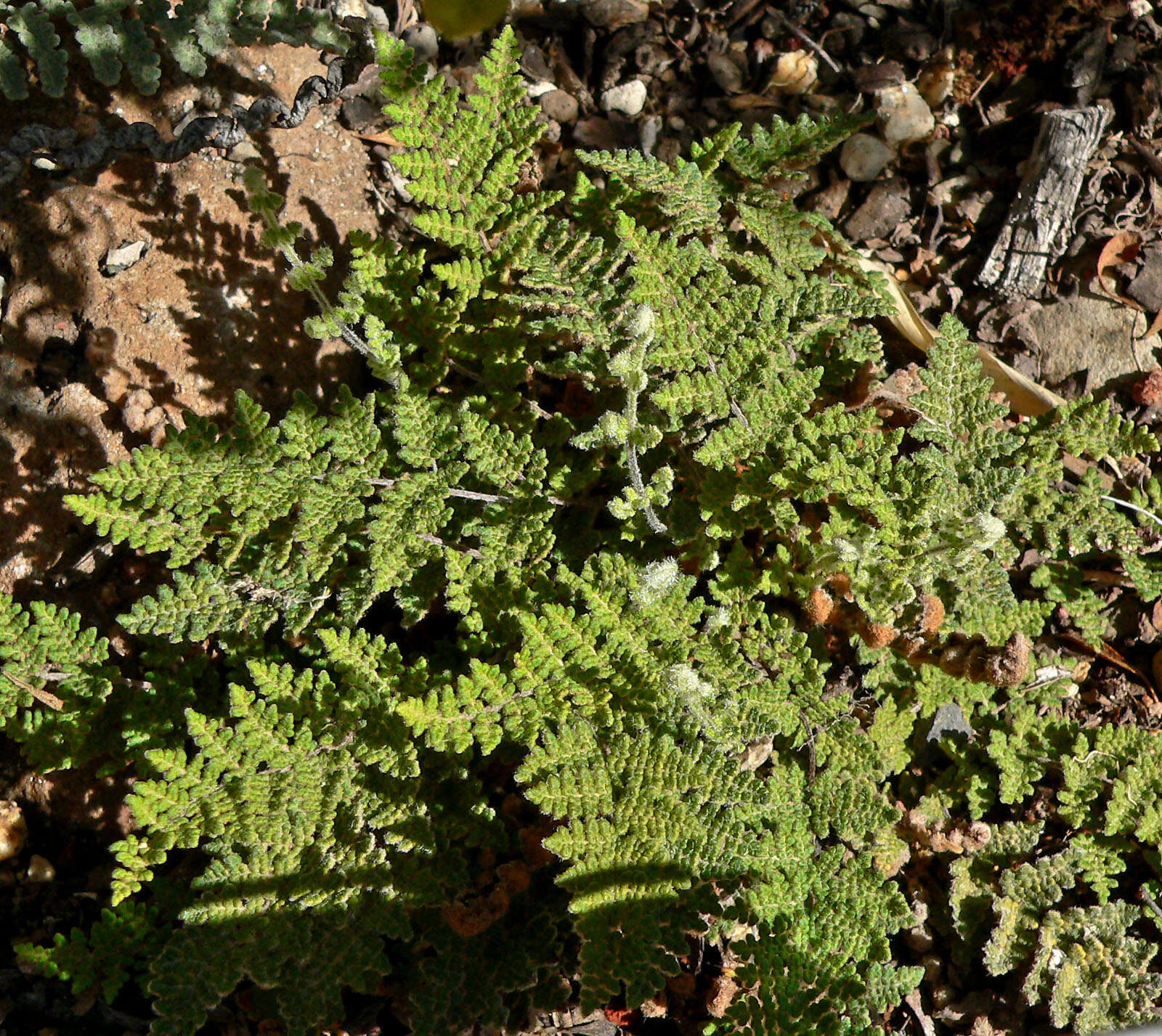 Sivun Myriopteris gracilis Fée kuva