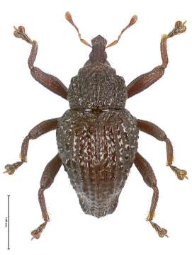 Image of Trigonopterus halimunensis Riedel 2014