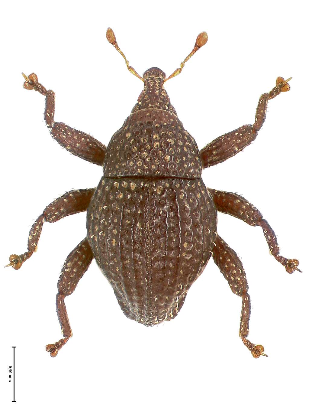 Image of Trigonopterus honjensis Riedel 2014