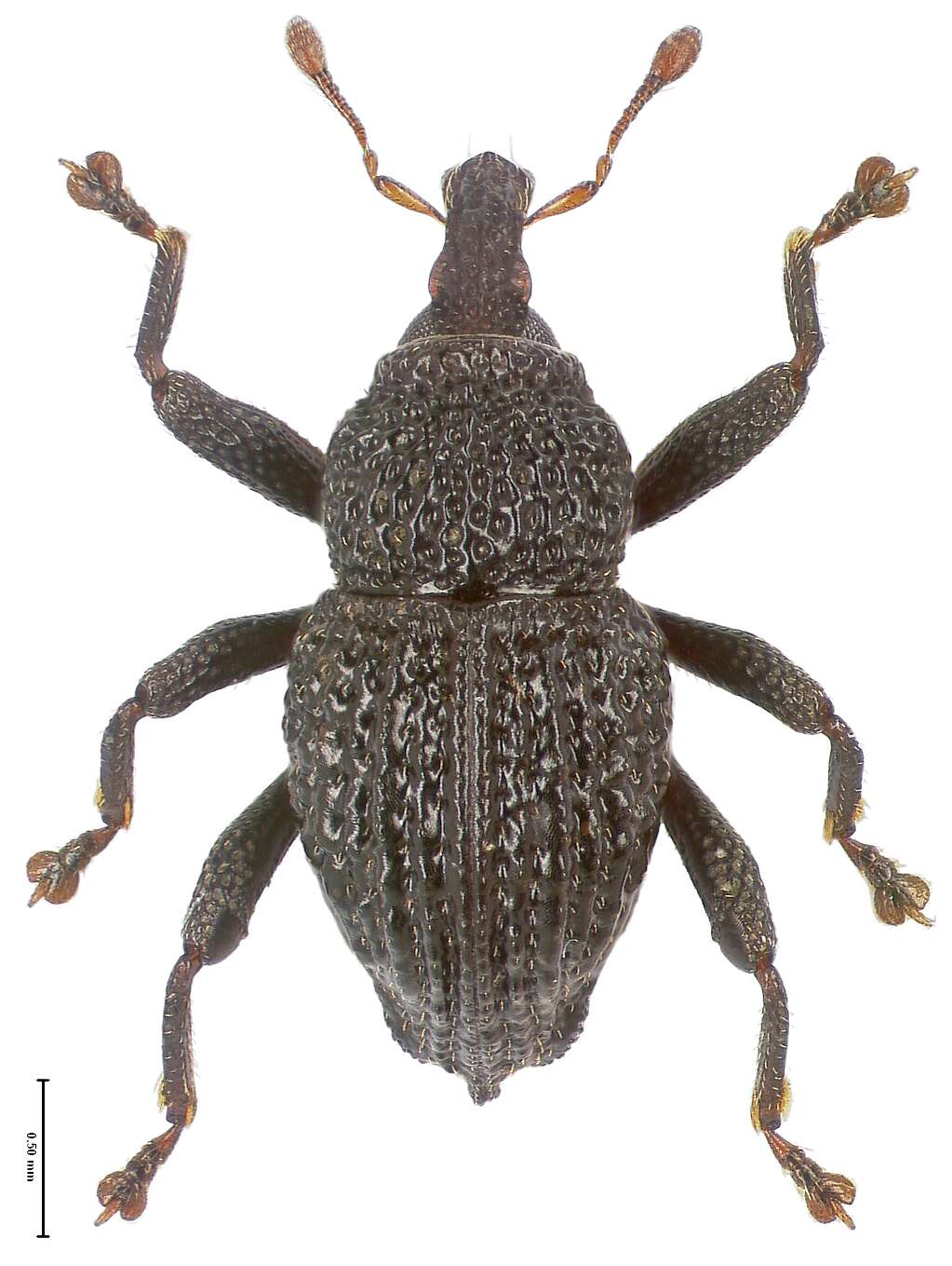 Image of Trigonopterus gedensis Riedel 2014