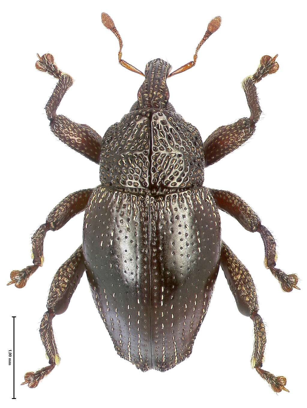 Image of Trigonopterus ijensis Riedel 2014