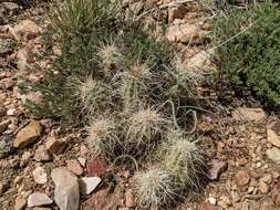 Image of Echinocereus engelmannii subsp. magnursensis