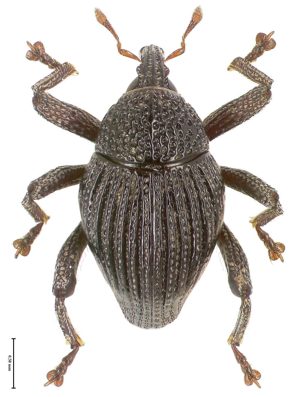 Image of Trigonopterus kintamanensis Riedel 2014