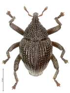 Image of Trigonopterus klatakanensis Riedel 2014