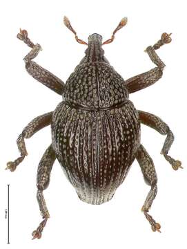 Image of Trigonopterus klatakanensis Riedel 2014