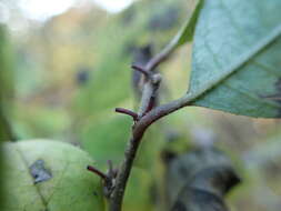 Image of Ilex serrata Thunb.