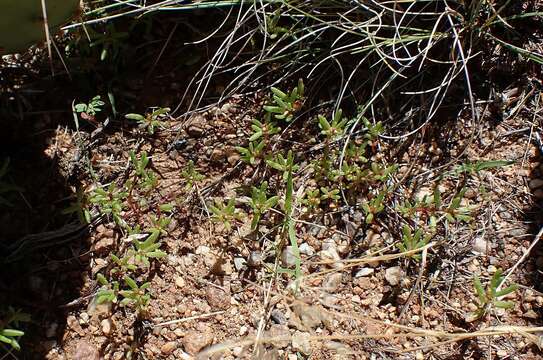 Image of silkcotton purslane