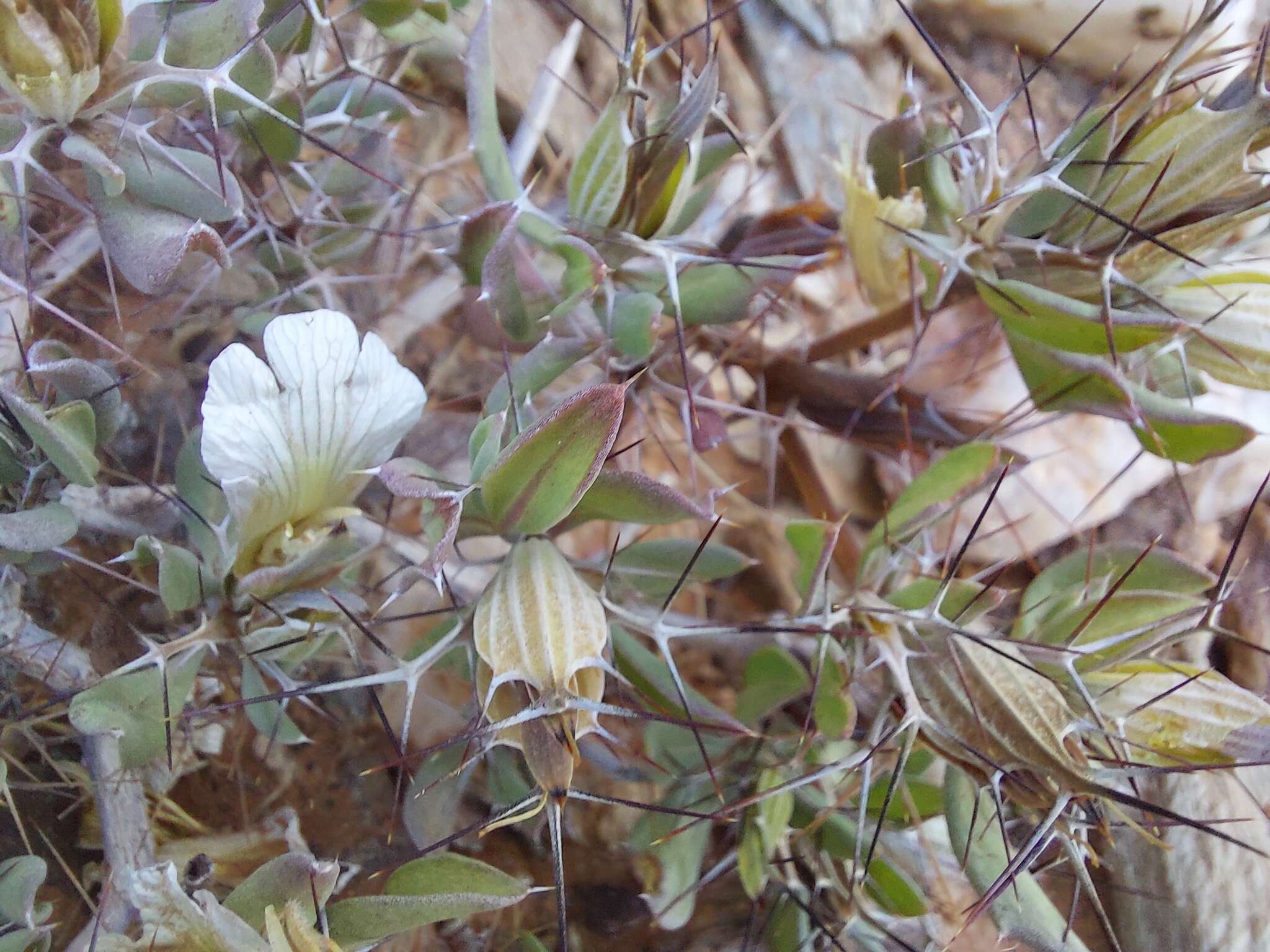 Blepharis furcata (L. fil.) Pers. resmi