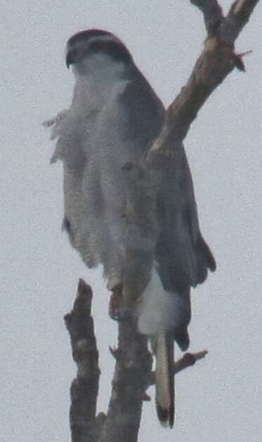 Imagem de Accipiter gentilis atricapillus (Wilson & A 1812)