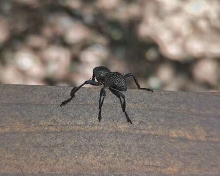 Image of Black tree weevil