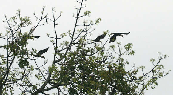 Image of Wreathed Hornbill