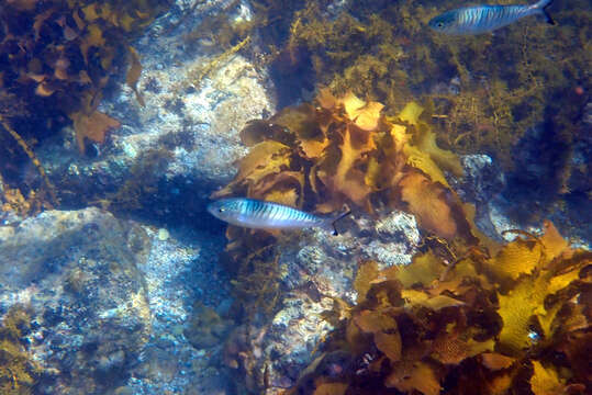 Image of Australian herring