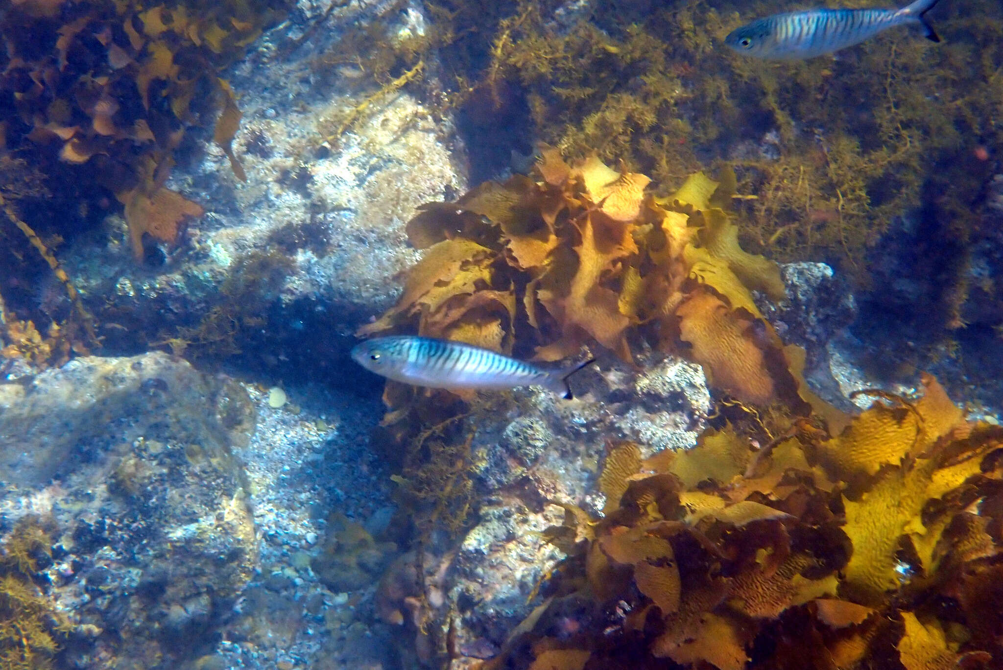 Image of Australian herring