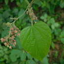 Image of Byttneria oranensis C. L. Cristobal