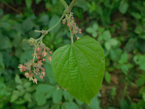 Image of Byttneria oranensis C. L. Cristobal