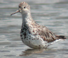 Image of Great Knot