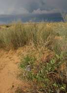 Image of Antirrhinum wislizenii (Engelm. ex A. Gray) Tidestr.