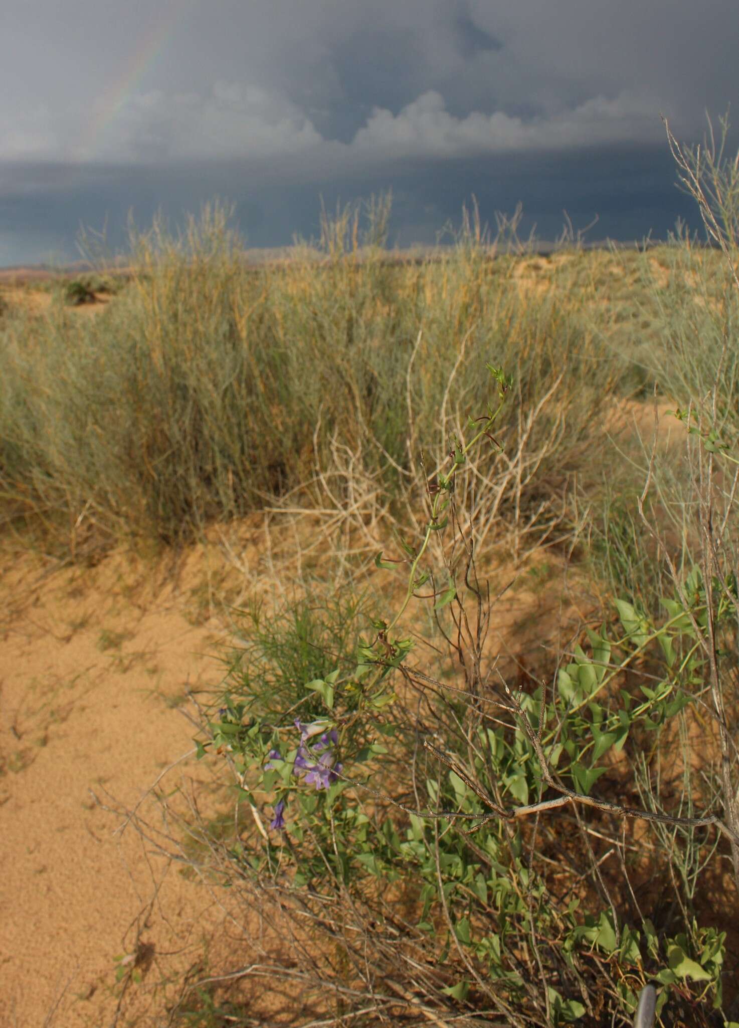 Image of Antirrhinum wislizenii (Engelm. ex A. Gray) Tidestr.