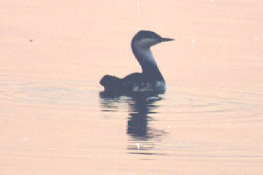 Image of Red-throated Diver